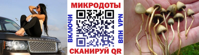 блэк спрут зеркало  где купить наркотик  Комсомольск  Галлюциногенные грибы Psilocybe 